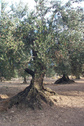 Ejemplar de olivo