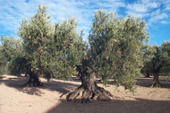 Olivar milenario de Barillas