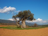 Olivera milenaria de Can Guilla