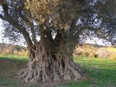 se considera el olivo ms grande de Gerona