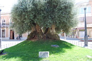 Espectacular olivo de la Plaza de Espaa. Daimiel