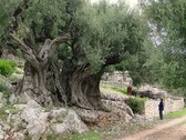 Uno de los olivos ms grandes del mundo