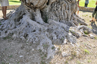Imagen del monumental tronco. Foto: G. Orell