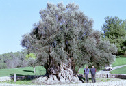 Puede verse la majestuosidad del olivo