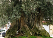 Espectacular tronco de este olivo milenario
