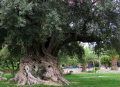 Espectacular tronco del olivo centenario de Cieza
