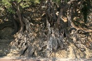 Magnfico tronco del olivo. Una catarata de olivo