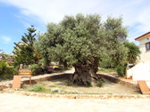 Es considerado como el olivo más viejo del Mundo