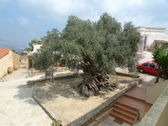 El olivo se localiza en el centro de Vouves