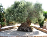 Es considerado el olivo más viejo del mundo