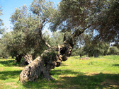 Hay en este olivar cientos de olivos centenarios