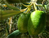 Aceitunas del Olivo centenario de Arauco