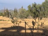 Intantnea con algunos de los olivos