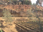 Los olivos convieven con una huerta ecolgica